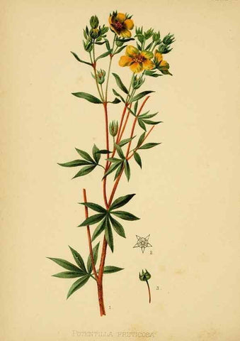 Reproducción/Reproduction 48630976351: The native flowers and ferns of the United States in their botanical, horticultural and popular aspects /. Boston :L. Prang and Co.,1879.. 