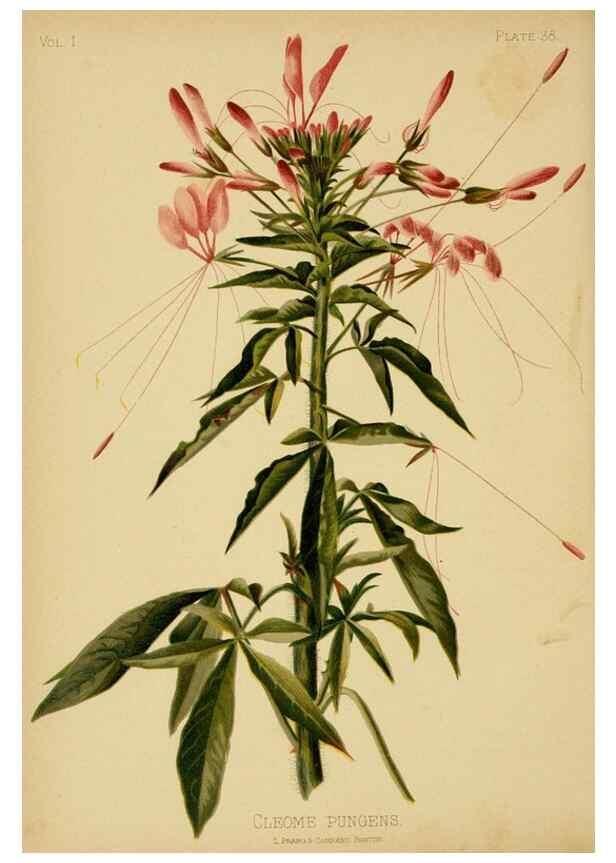 Reproducción/Reproduction 48630622353: The native flowers and ferns of the United States in their botanical, horticultural and popular aspects /. Boston :L. Prang and Co.,1879.. 