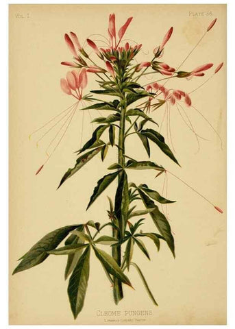 Reproducción/Reproduction 48630622353: The native flowers and ferns of the United States in their botanical, horticultural and popular aspects /. Boston :L. Prang and Co.,1879.. 