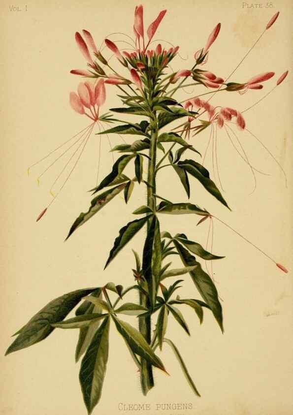Reproducción/Reproduction 48630622353: The native flowers and ferns of the United States in their botanical, horticultural and popular aspects /. Boston :L. Prang and Co.,1879.. 