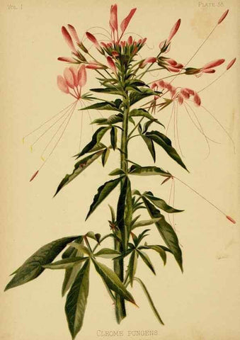 Reproducción/Reproduction 48630622353: The native flowers and ferns of the United States in their botanical, horticultural and popular aspects /. Boston :L. Prang and Co.,1879.. 