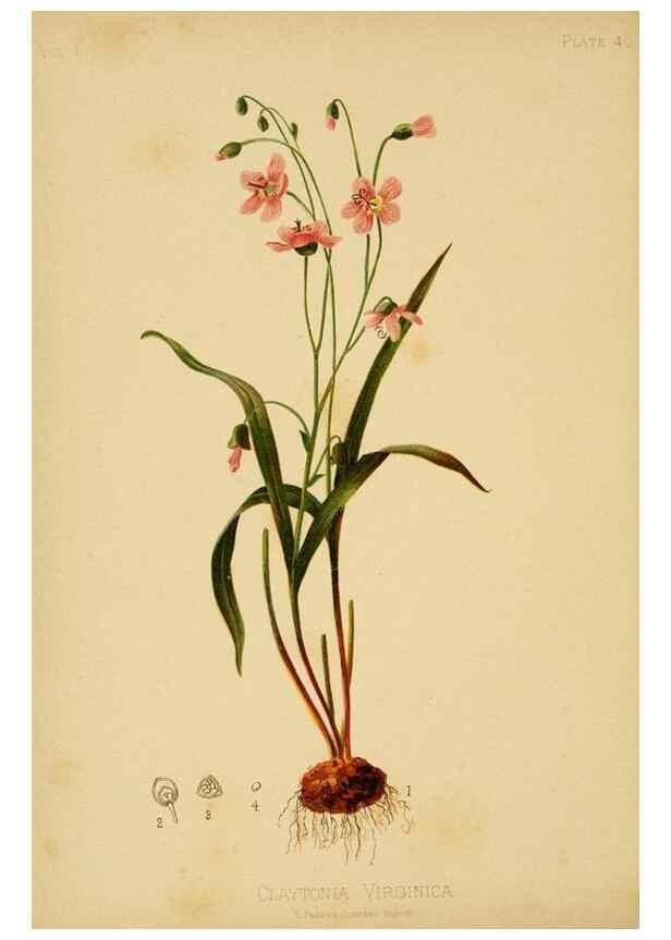 Reproducción/Reproduction 48631127087: The native flowers and ferns of the United States in their botanical, horticultural and popular aspects /. Boston :L. Prang and Co.,1879.. 