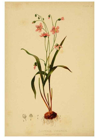 Reproducción/Reproduction 48631127087: The native flowers and ferns of the United States in their botanical, horticultural and popular aspects /. Boston :L. Prang and Co.,1879.. 