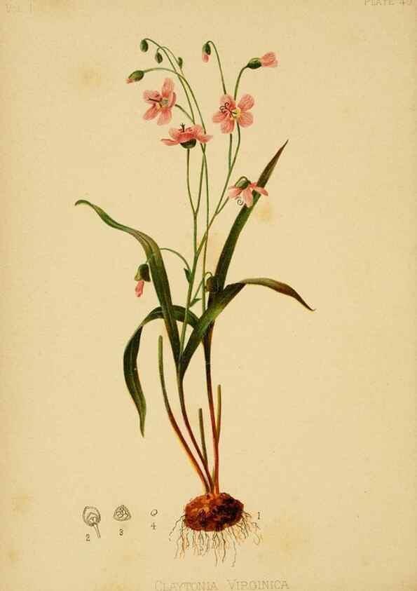 Reproducción/Reproduction 48631127087: The native flowers and ferns of the United States in their botanical, horticultural and popular aspects /. Boston :L. Prang and Co.,1879.. 