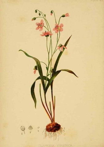 Reproducción/Reproduction 48631127087: The native flowers and ferns of the United States in their botanical, horticultural and popular aspects /. Boston :L. Prang and Co.,1879.. 