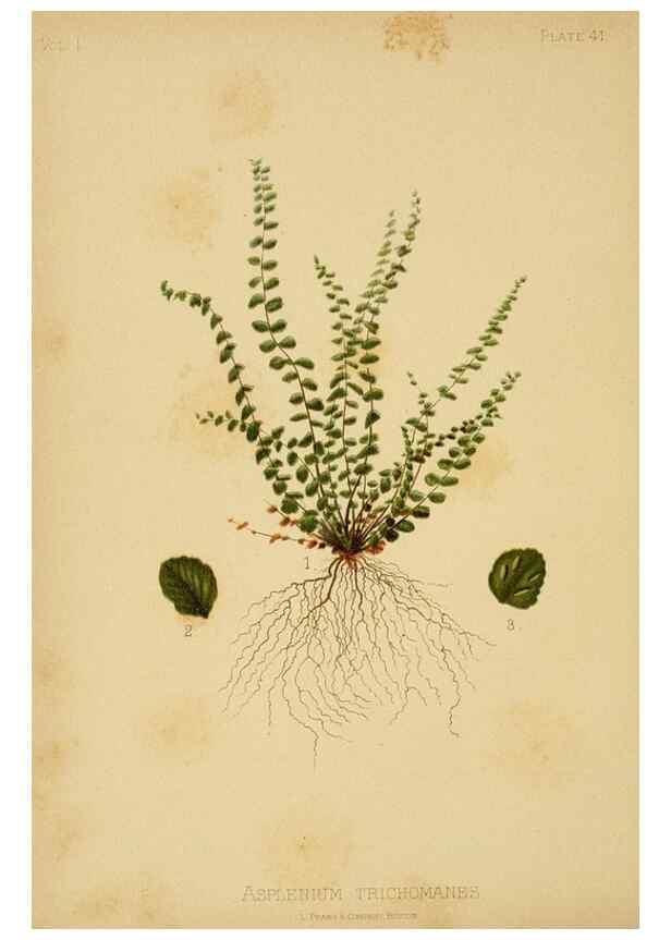 Reproducción/Reproduction 48631127357: The native flowers and ferns of the United States in their botanical, horticultural and popular aspects /. Boston :L. Prang and Co.,1879.. 