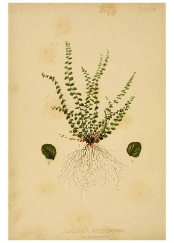 Reproducción/Reproduction 48631127357: The native flowers and ferns of the United States in their botanical, horticultural and popular aspects /. Boston :L. Prang and Co.,1879.. 