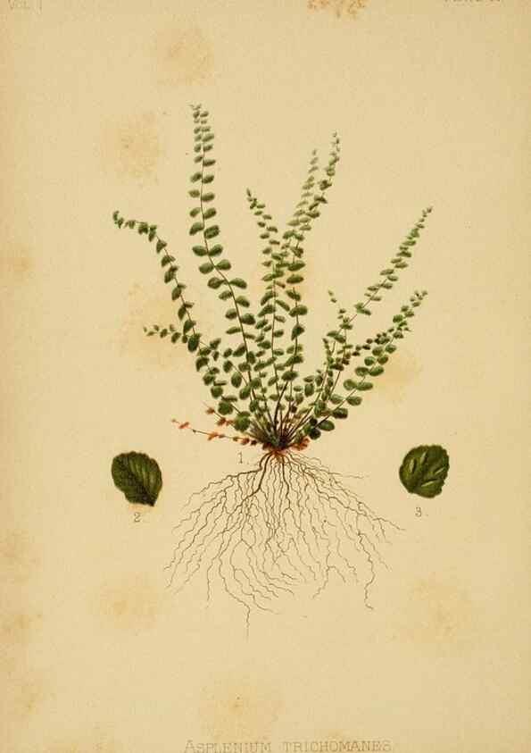 Reproducción/Reproduction 48631127357: The native flowers and ferns of the United States in their botanical, horticultural and popular aspects /. Boston :L. Prang and Co.,1879.. 