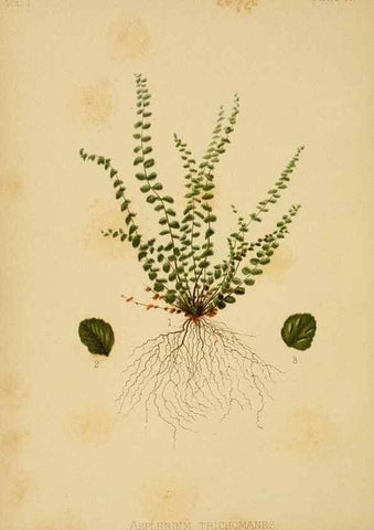Reproducción/Reproduction 48631127357: The native flowers and ferns of the United States in their botanical, horticultural and popular aspects /. Boston :L. Prang and Co.,1879.. 
