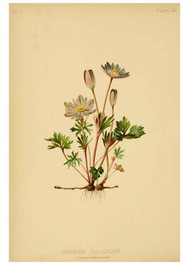 Reproducción/Reproduction 48630980566: The native flowers and ferns of the United States in their botanical, horticultural and popular aspects /. Boston :L. Prang and Co.,1879.. 