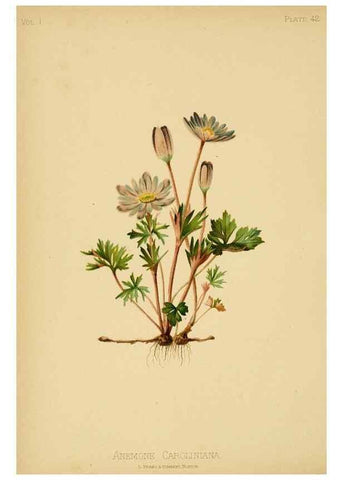 Reproducción/Reproduction 48630980566: The native flowers and ferns of the United States in their botanical, horticultural and popular aspects /. Boston :L. Prang and Co.,1879.. 