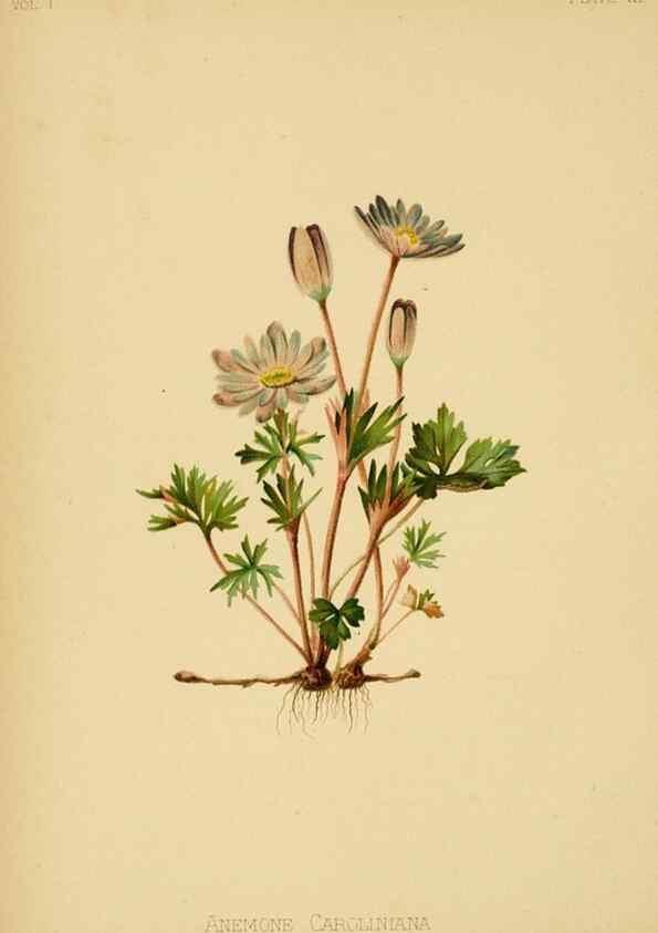 Reproducción/Reproduction 48630980566: The native flowers and ferns of the United States in their botanical, horticultural and popular aspects /. Boston :L. Prang and Co.,1879.. 