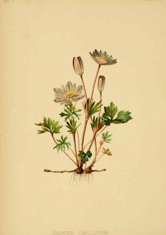 Reproducción/Reproduction 48630980566: The native flowers and ferns of the United States in their botanical, horticultural and popular aspects /. Boston :L. Prang and Co.,1879.. 