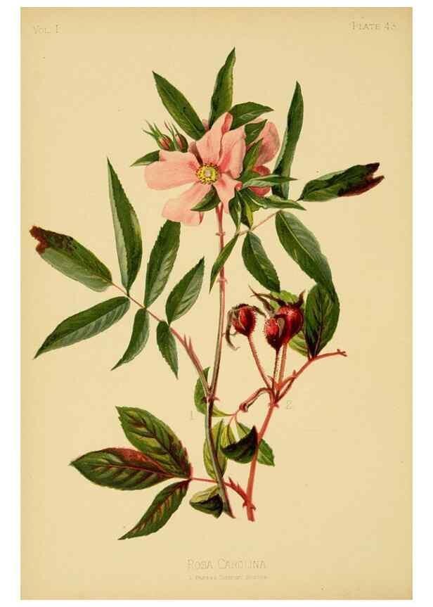 Reproducción/Reproduction 48631127932: The native flowers and ferns of the United States in their botanical, horticultural and popular aspects /. Boston :L. Prang and Co.,1879.. 