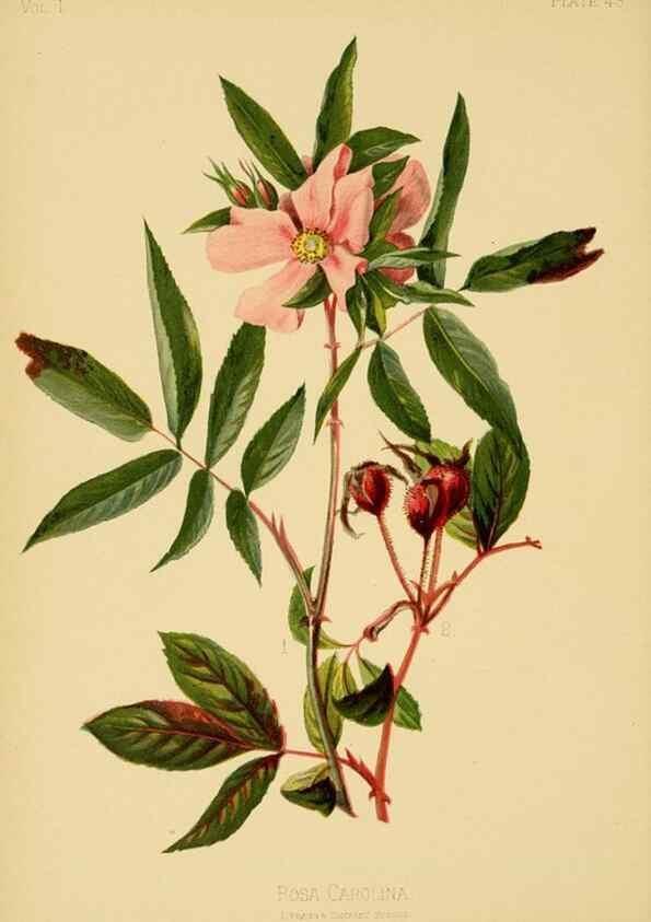 Reproducción/Reproduction 48631127932: The native flowers and ferns of the United States in their botanical, horticultural and popular aspects /. Boston :L. Prang and Co.,1879.. 