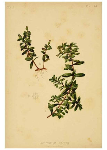 Reproducción/Reproduction 48631128207: The native flowers and ferns of the United States in their botanical, horticultural and popular aspects /. Boston :L. Prang and Co.,1879.. 