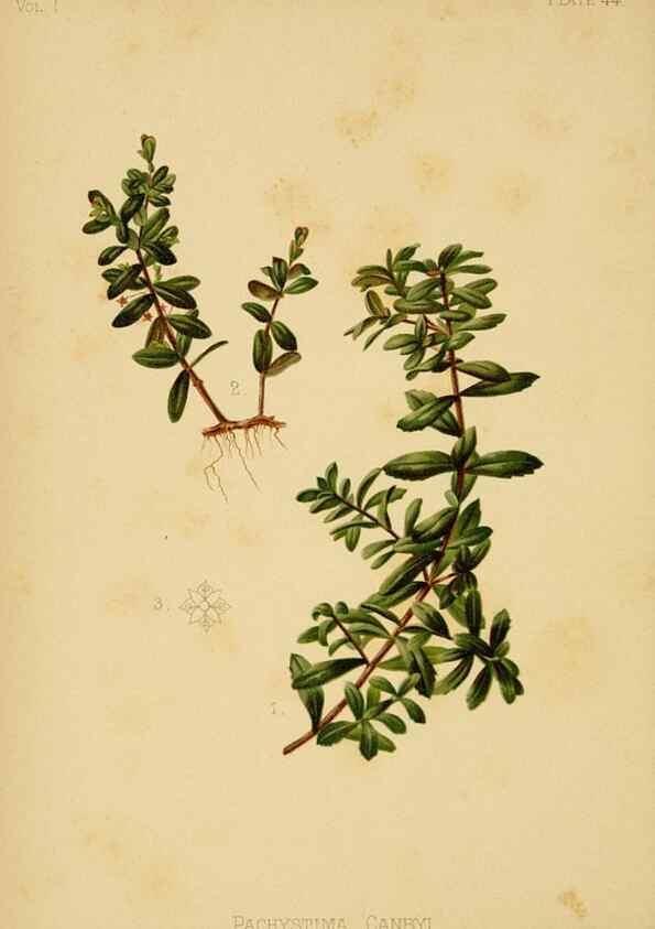 Reproducción/Reproduction 48631128207: The native flowers and ferns of the United States in their botanical, horticultural and popular aspects /. Boston :L. Prang and Co.,1879.. 