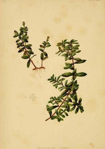 Reproducción/Reproduction 48631128207: The native flowers and ferns of the United States in their botanical, horticultural and popular aspects /. Boston :L. Prang and Co.,1879.. 