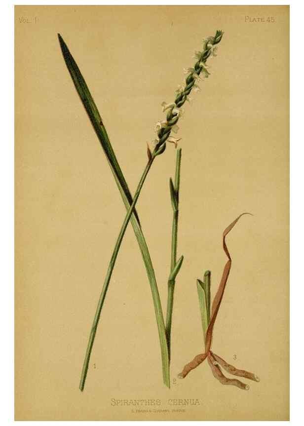 Reproducción/Reproduction 48630624473: The native flowers and ferns of the United States in their botanical, horticultural and popular aspects /. Boston :L. Prang and Co.,1879.. 