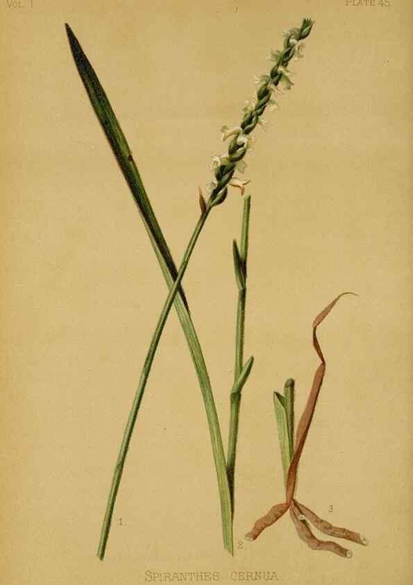 Reproducción/Reproduction 48630624473: The native flowers and ferns of the United States in their botanical, horticultural and popular aspects /. Boston :L. Prang and Co.,1879.. 