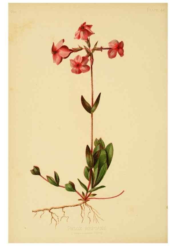 Reproducción/Reproduction 48630981771: The native flowers and ferns of the United States in their botanical, horticultural and popular aspects /. Boston :L. Prang and Co.,1879.. 