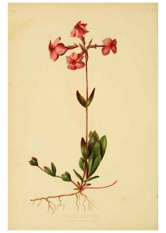 Reproducción/Reproduction 48630981771: The native flowers and ferns of the United States in their botanical, horticultural and popular aspects /. Boston :L. Prang and Co.,1879.. 
