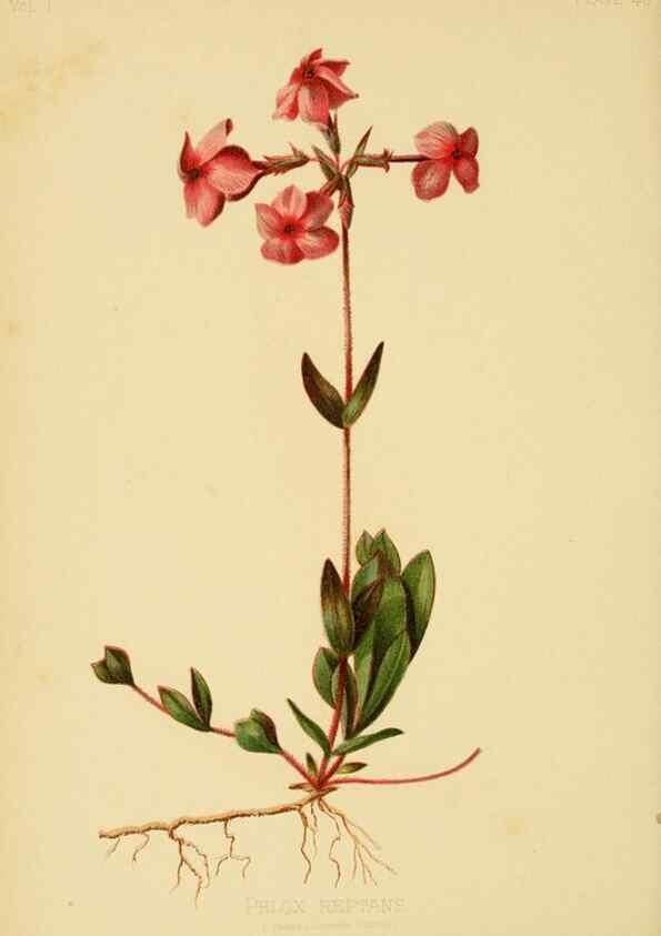 Reproducción/Reproduction 48630981771: The native flowers and ferns of the United States in their botanical, horticultural and popular aspects /. Boston :L. Prang and Co.,1879.. 
