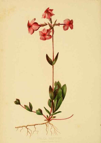 Reproducción/Reproduction 48630981771: The native flowers and ferns of the United States in their botanical, horticultural and popular aspects /. Boston :L. Prang and Co.,1879.. 