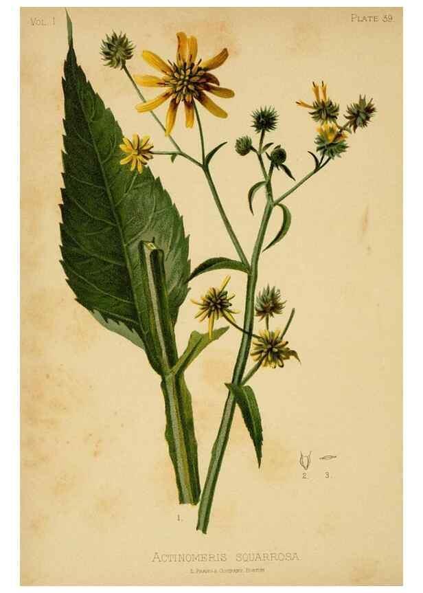 Reproducción/Reproduction 48630622758: The native flowers and ferns of the United States in their botanical, horticultural and popular aspects /. Boston :L. Prang and Co.,1879.. 