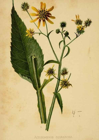 Reproducción/Reproduction 48630622758: The native flowers and ferns of the United States in their botanical, horticultural and popular aspects /. Boston :L. Prang and Co.,1879.. 
