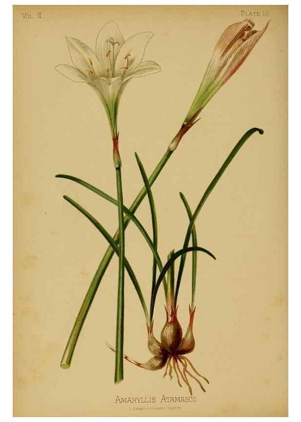 Reproducción/Reproduction 48631231032: The native flowers and ferns of the United States in their botanical, horticultural and popular aspects /. Boston :L. Prang and Co.,1879.. 