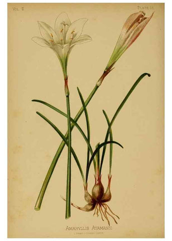 Reproducción/Reproduction 48631231032: The native flowers and ferns of the United States in their botanical, horticultural and popular aspects /. Boston :L. Prang and Co.,1879.. 