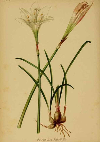Reproducción/Reproduction 48631231032: The native flowers and ferns of the United States in their botanical, horticultural and popular aspects /. Boston :L. Prang and Co.,1879.. 