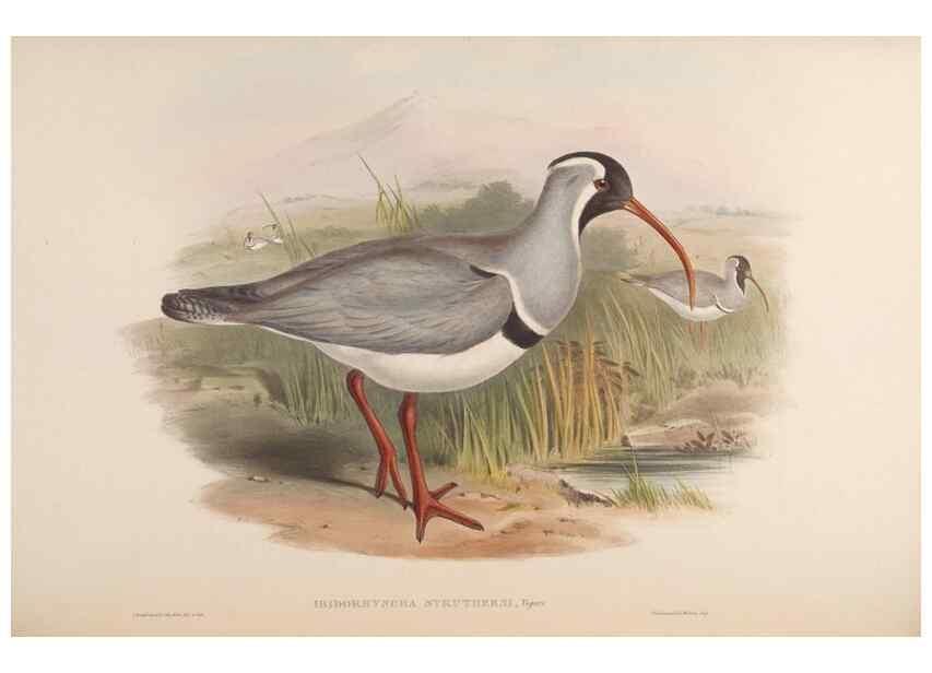 Reproducción/Reproduction 48630941632: Birds of Asia / by John Gould.. London :Printed by Taylor and Francis, pub. by the author,1850-1883.. 