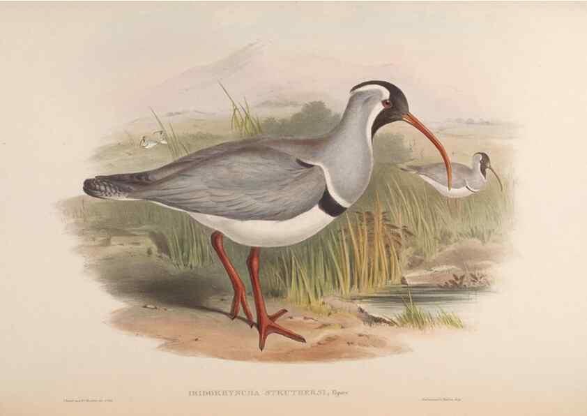 Reproducción/Reproduction 48630941632: Birds of Asia / by John Gould.. London :Printed by Taylor and Francis, pub. by the author,1850-1883.. 