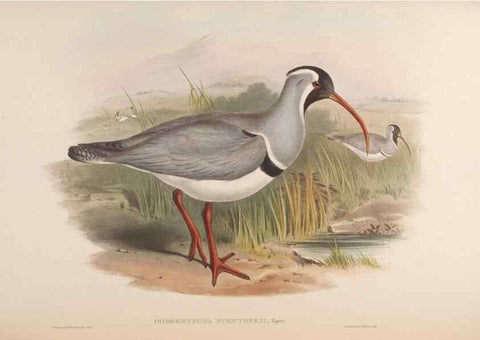 Reproducción/Reproduction 48630941632: Birds of Asia / by John Gould.. London :Printed by Taylor and Francis, pub. by the author,1850-1883.. 