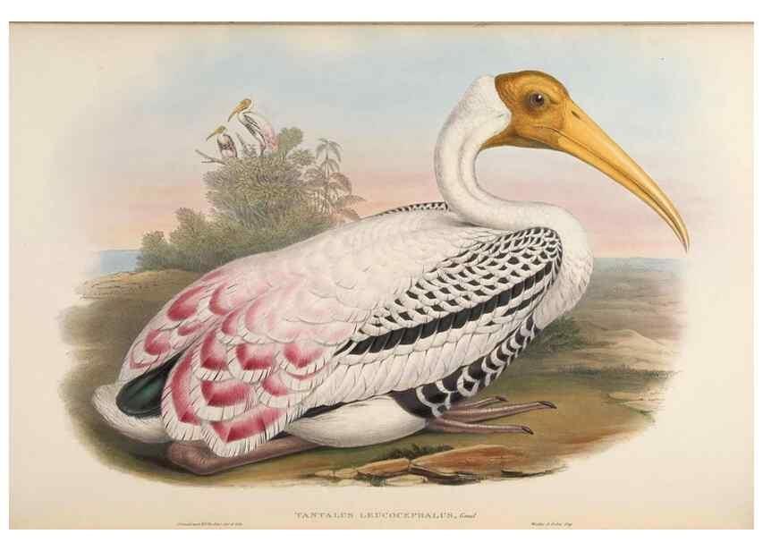 Reproducción/Reproduction 48630437313: Birds of Asia / by John Gould.. London :Printed by Taylor and Francis, pub. by the author,1850-1883.. 