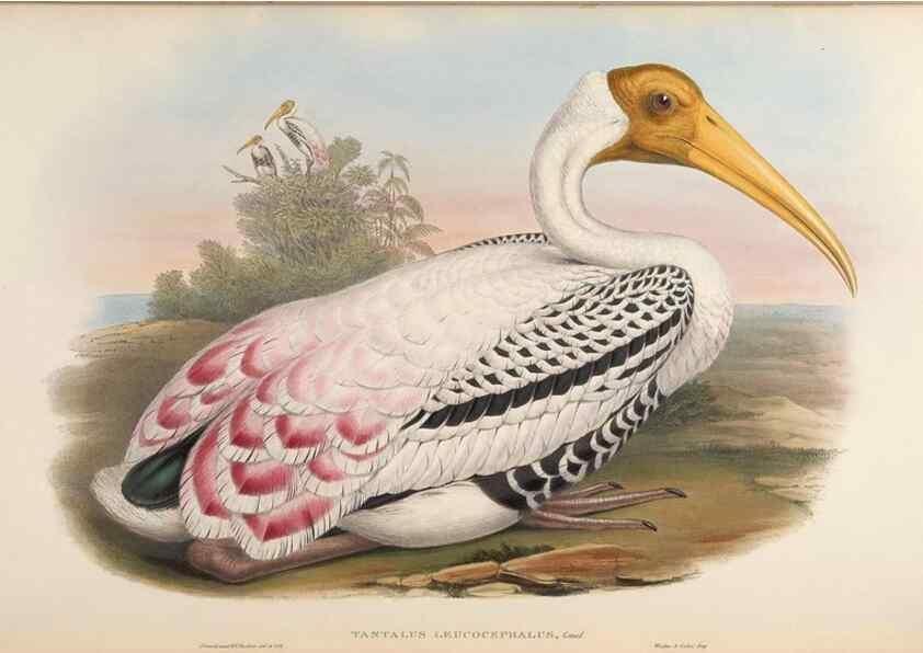 Reproducción/Reproduction 48630437313: Birds of Asia / by John Gould.. London :Printed by Taylor and Francis, pub. by the author,1850-1883.. 