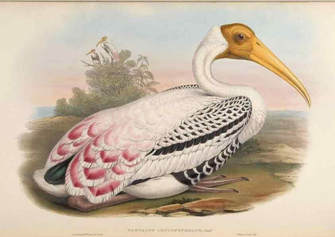 Reproducción/Reproduction 48630437313: Birds of Asia / by John Gould.. London :Printed by Taylor and Francis, pub. by the author,1850-1883.. 