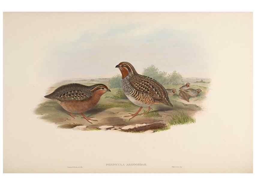 Reproducción/Reproduction 48630914627: Birds of Asia / by John Gould.. London :Printed by Taylor and Francis, pub. by the author,1850-1883.. 