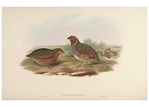 Reproducción/Reproduction 48630914627: Birds of Asia / by John Gould.. London :Printed by Taylor and Francis, pub. by the author,1850-1883.. 