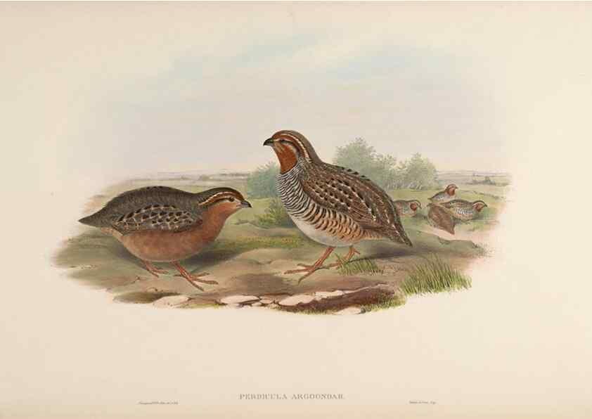 Reproducción/Reproduction 48630914627: Birds of Asia / by John Gould.. London :Printed by Taylor and Francis, pub. by the author,1850-1883.. 