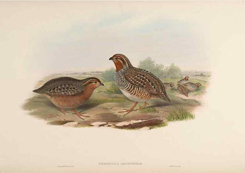 Reproducción/Reproduction 48630914627: Birds of Asia / by John Gould.. London :Printed by Taylor and Francis, pub. by the author,1850-1883.. 