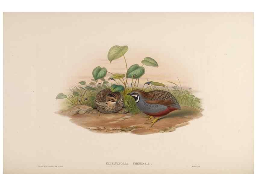 Reproducción/Reproduction 48630411168: Birds of Asia / by John Gould.. London :Printed by Taylor and Francis, pub. by the author,1850-1883.. 