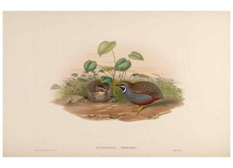 Reproducción/Reproduction 48630411168: Birds of Asia / by John Gould.. London :Printed by Taylor and Francis, pub. by the author,1850-1883.. 