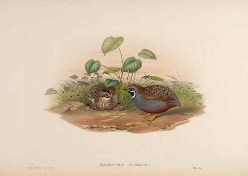 Reproducción/Reproduction 48630411168: Birds of Asia / by John Gould.. London :Printed by Taylor and Francis, pub. by the author,1850-1883.. 