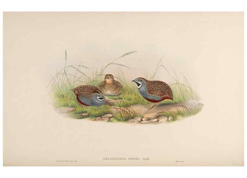 Reproducción/Reproduction 48630411623: Birds of Asia / by John Gould.. London :Printed by Taylor and Francis, pub. by the author,1850-1883.. 