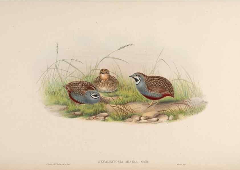 Reproducción/Reproduction 48630411623: Birds of Asia / by John Gould.. London :Printed by Taylor and Francis, pub. by the author,1850-1883.. 