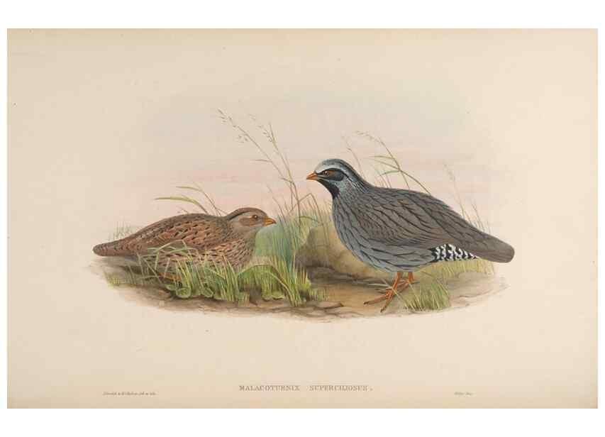 Reproducción/Reproduction 48630766131: Birds of Asia / by John Gould.. London :Printed by Taylor and Francis, pub. by the author,1850-1883.. 