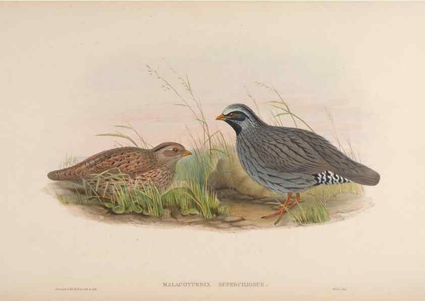 Reproducción/Reproduction 48630766131: Birds of Asia / by John Gould.. London :Printed by Taylor and Francis, pub. by the author,1850-1883.. 